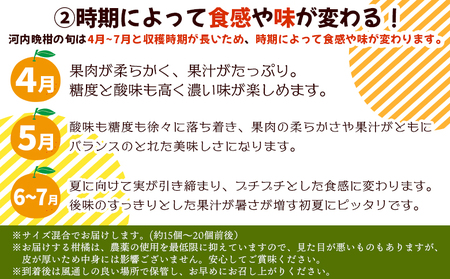 ＜《4月発送》旬をお届け！河内晩柑 約7kg＞ みかん ミカン 蜜柑 果物 柑橘類 果実 オレンジ フルーツ かわちばんかん カワチバンカン 15～20個前後 特産品 国産 明浜産 二ノ宮商事 愛媛県 西予市【常温】『2026年4月中旬から順次出荷予定』ANS0020
