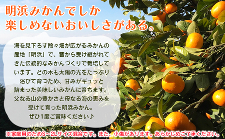 紅まどんなと同品種！＜天晴まどんな（愛媛果試28号）ご家庭用 約2kg＞ マドンナ 訳あり 果物 くだもの フルーツ みかん ミカン 柑橘 天晴農園 あっぱれのうえん 特産品 愛媛県 西予市【常温】『2024年12月上旬～12月中旬迄に順次出荷予定』AAN0038