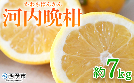 ＜河内晩柑 約7kg＞ 果物 くだもの みかん ミカン 柑橘 フルーツ かわちばんかん カワチバンカン ジューシーフルーツ 愛南ゴールド 御荘柑 国産 7キロ 特産品 産地直送 段畑みかん 愛媛県 西予市【常温】『2026年4月中旬～5月中旬迄に順次出荷予定』ADM0022