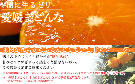 【年明け発送】紅まどんなと同品種！＜愛媛県西予市産 越冬熟成 愛媛まどんな ご家庭用 約2kg＞ 訳あり みかん 蜜柑 ミカン 柑橘 果物 フルーツ 愛媛果試第28号 期間限定 マドンナ 愛媛マドンナ 宇都宮物産【常温】『2026年1月上旬～1月下旬迄に順次出荷予定』UUB0066