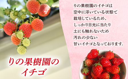 先行予約＜訳あり いちご あまおとめ 約1.3kg 小粒 加工用 冷蔵 規格外品＞ 国産 サイズ 小粒 詰め合わせ アマオトメ 訳あり 訳アリ フルーツ 果物 苺 いちご イチゴ シャーベット スムージー りの果樹園 愛媛県 西予市【冷蔵】『2026年4月～6月迄に順次出荷予定』URK0012