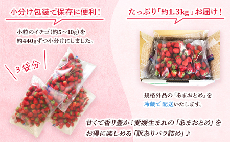 先行予約＜訳あり いちご あまおとめ 約1.3kg 小粒 加工用 冷蔵 規格外品＞ 国産 サイズ 小粒 詰め合わせ アマオトメ 訳あり 訳アリ フルーツ 果物 苺 いちご イチゴ シャーベット スムージー りの果樹園 愛媛県 西予市【冷蔵】『2026年4月～6月迄に順次出荷予定』URK0012