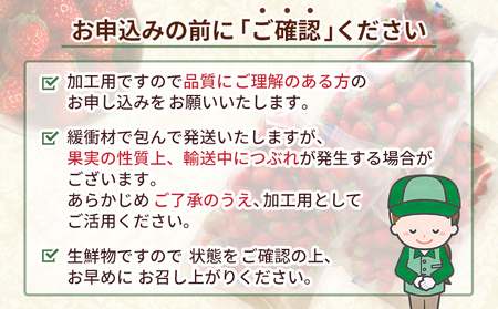 先行予約＜訳あり いちご あまおとめ 約1.3kg 小粒 加工用 冷蔵 規格外品＞ 国産 サイズ 小粒 詰め合わせ アマオトメ 訳あり 訳アリ フルーツ 果物 苺 いちご イチゴ シャーベット スムージー りの果樹園 愛媛県 西予市【冷蔵】『2026年4月～6月迄に順次出荷予定』URK0012