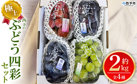 <西予の極上ぶどう四彩セット 約2kg> 果物 くだもの フルーツ ぶどう 葡萄 ブドウ 4種 詰め合わせ 食べ比べ 藤稔 瀬戸ジャイアンツ ゴルビー ピオーネ 紫玉 特産品 ファームNINOMIYA 愛媛県 西予市【冷蔵】『2025年8月中旬~9月中旬迄に順次出荷予定』UFM0005