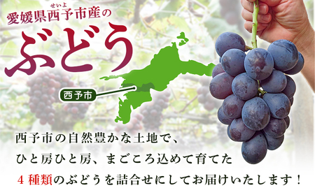 <西予の極上ぶどう四彩セット 約2kg> 果物 くだもの フルーツ ぶどう 葡萄 ブドウ 4種 詰め合わせ 食べ比べ 藤稔 瀬戸ジャイアンツ ゴルビー ピオーネ 紫玉 特産品 ファームNINOMIYA 愛媛県 西予市【冷蔵】『2025年8月中旬~9月中旬迄に順次出荷予定』UFM0005