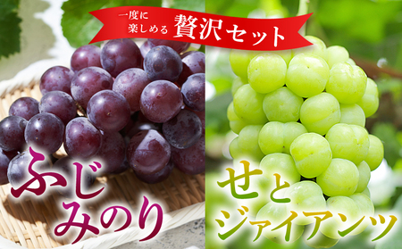 <西予の極上ぶどう四彩セット 約2kg> 果物 くだもの フルーツ ぶどう 葡萄 ブドウ 4種 詰め合わせ 食べ比べ 藤稔 瀬戸ジャイアンツ ゴルビー ピオーネ 紫玉 特産品 ファームNINOMIYA 愛媛県 西予市【冷蔵】『2025年8月中旬~9月中旬迄に順次出荷予定』UFM0005
