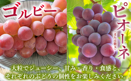 <西予の極上ぶどう四彩セット 約2kg> 果物 くだもの フルーツ ぶどう 葡萄 ブドウ 4種 詰め合わせ 食べ比べ 藤稔 瀬戸ジャイアンツ ゴルビー ピオーネ 紫玉 特産品 ファームNINOMIYA 愛媛県 西予市【冷蔵】『2025年8月中旬~9月中旬迄に順次出荷予定』UFM0005