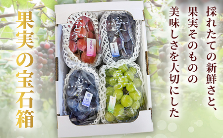 <西予の極上ぶどう四彩セット 約2kg> 果物 くだもの フルーツ ぶどう 葡萄 ブドウ 4種 詰め合わせ 食べ比べ 藤稔 瀬戸ジャイアンツ ゴルビー ピオーネ 紫玉 特産品 ファームNINOMIYA 愛媛県 西予市【冷蔵】『2025年8月中旬~9月中旬迄に順次出荷予定』UFM0005