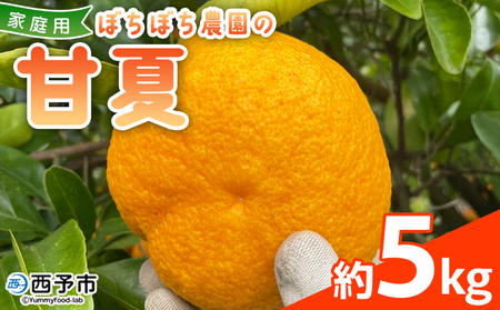 ＜ぼちぼち農園の甘夏 家庭用 約5kg＞ 5キロ あまなつ アマナツ 訳あり わけあり ワケアリ 果物 みかん ミカン 柑橘 フルーツ アレンジ ピール 国産 特産品 ぼちぼち農園 愛媛県 西予市【常温】『2026年3月～4月迄に順次出荷予定』ABB0004