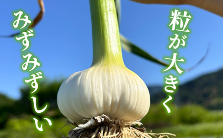 ＜西予市産 朝霧にんにく（乾燥小袋）1袋20g入り 15袋セット＞ 国産 ニンニク 小分け 15袋 セット 愛媛県産 野菜 やさい ドライ 大粒 ストック 薬味 特産品 ノムランド 愛媛県 西予市【常温】『1か月以内に順次出荷予定』NNM0004