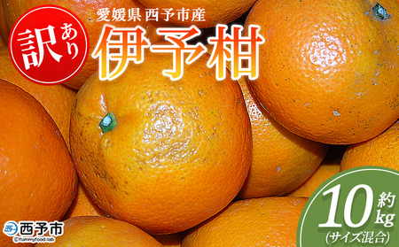 ＜訳あり 伊予柑 (サイズ混合) 約10kg＞蜜柑 ミカン みかん 果物 フルーツ 柑橘 いよかん 宮内伊予柑 西宇和 果汁 ジューシー 果肉 国産 愛媛県産 西予市産 ご家庭用 自宅用 訳アリ 特産品 丸二青果 愛媛県 西予市【常温】『2026年1月～3月に順次出荷予定』MMY0013