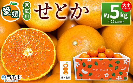 ＜せとか 約5kg 家庭用＞ 訳あり 不揃い 25玉前後 お試し 柑橘 みかん ミカン 蜜柑 果物 くだもの フルーツ セトカ オレンジ 濃厚 薄皮 国産 愛媛産 特産品 食べて応援 laugh印 井上農園 愛媛県 西予市【常温】『2026年3月上旬～3月中旬迄に順次出荷予定』 MLI0002