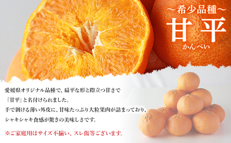 <愛媛県西予市産 甘平 家庭用 豊作 サンキューパック 約3.9kg> 訳あり ワケアリ かんぺい カンペイ 大粒果肉 甘み 柑橘 果物 フルーツ くだもの 国産 愛媛県産 サイズ不揃い 傷あり 食べて応援 宇都宮物産【常温】『2026年2月上旬~3月中旬迄に順次出荷』 UUB0092