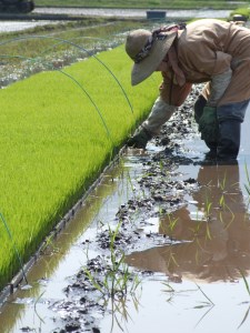 令和５年産　西予市宇和町産特別栽培米コシヒカリ５kg