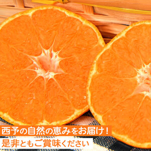＜JAにしうわ 温州みかん 約10kg＞ 果物 フルーツ くだもの 温州ミカン 蜜柑 柑橘類 食べて応援 特産品 甘い 旬 西宇和農業協同組合 愛媛県 西予市 【常温】『2025年11月中旬～12月中旬迄に順次出荷予定』ONN0002