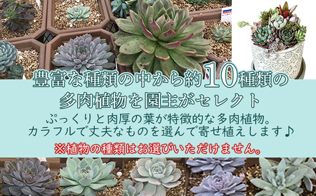 自家生産 多肉植物のオリジナル寄せ植え（約10種類） NOJ0001