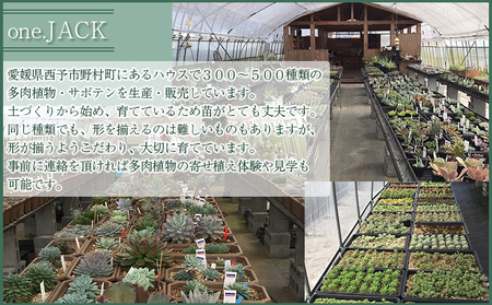 自家生産 多肉植物のオリジナル寄せ植え（約10種類） NOJ0001