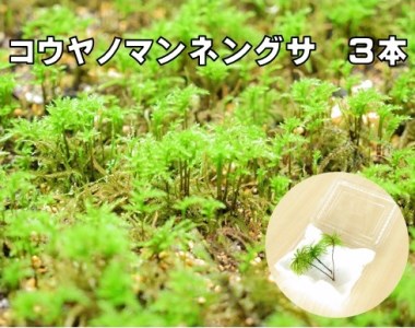 コウヤノマンネングサ Climacium Japonicum 人工栽培品種 3本 愛媛県西予市 ふるさと納税サイト ふるなび