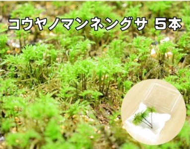 コウヤノマンネングサ [Climacium japonicum] 人工栽培品種 5本 NKK0003