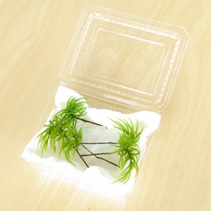 コウヤノマンネングサ [Climacium japonicum] 人工栽培品種 5本 NKK0003
