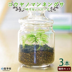 「めでる」シリーズ：苔テラリウム制作キット コウヤノマンネングサ 3本パック NKK0004