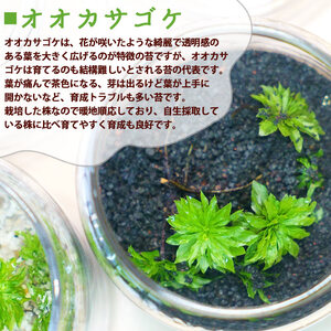 「めでる」シリーズ:苔テラリウム制作キット オオカサゴケ 5本パック NKK0005