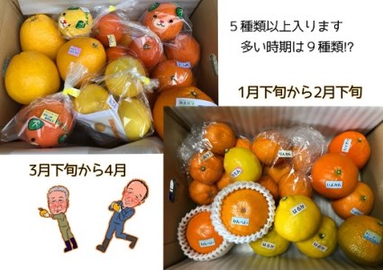 愛媛県明浜産　ジュエリーボックス（柑橘編）3.0kg【２月配送】