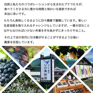 予約受付＜旬のブドウ「ベリーA」約2kg＞ 果物 フルーツ ぶどう 葡萄 甘い おいしい 期間限定 季節限定 食べて応援 特産品 愛媛県 西予市【冷蔵】『2024年8月中旬から9月上旬迄に順次出荷予定』URK0001