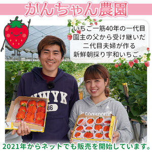 <農家厳選 新鮮朝採り 宇和いちご 1箱(約650g)>イチゴ 苺 果物 フルーツ くだもの ストロベリー かおりの かおり野 直送 かんちゃん農園 愛媛県 西予市【冷蔵】『2026年2月下旬~5月末迄に順次出荷予定』UKN0001