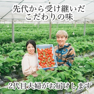 【農家厳選】かんちゃん農園　大粒２箱（約1.4kg）　新鮮朝採り　宇和いちご