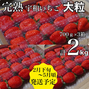 【農家厳選】かんちゃん農園　大粒３箱（約２kg）　新鮮朝採り　宇和いちご