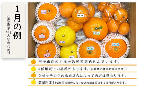 愛媛県明浜産 ジュエリーボックス（柑橘編）4kg【１月配送】 ATI0026_01