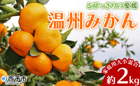 ＜とびっきりの愛媛 温州みかん 約2kg（家庭用大小混合）＞ 訳あり 家庭用 果物 柑橘 フルーツ 蜜柑 うんしゅうみかん ウンシュウミカン 特産品 片山果樹園 食べて応援 西宇和 愛媛県 西予市【常温】『2025年11月下旬～1月上旬頃迄に順次出荷予定』MKK0006