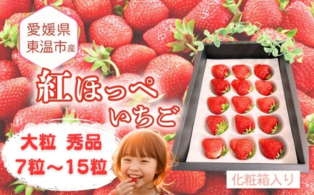 愛媛県東温市産いちご【紅ほっぺ】大粒 秀品 7粒~15粒 化粧箱入り 【甘い フルーツ ケーキ 旬 品種 高級 イチゴ 苺】