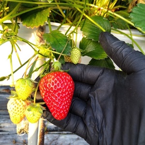 愛媛県東温市産いちご【紅ほっぺ】大粒 秀品 7粒~15粒 化粧箱入り 【甘い フルーツ ケーキ 旬 品種 高級 イチゴ 苺】