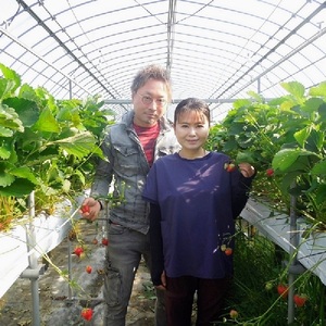 【訳あり】冷凍いちご 愛媛県東温市産紅ほっぺ お徳用 1.5kg いちご イチゴ 苺 冷凍 シェイク スムージー 冷たい  パフェ アイス