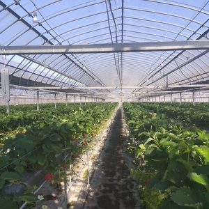 【訳あり】冷凍いちご 愛媛県東温市産紅ほっぺ お徳用 1.5kg いちご イチゴ 苺 冷凍 シェイク スムージー 冷たい  パフェ アイス