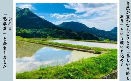 シキミ線香「思季美」60本8セット 雑貨 日用品 化学物質 葉 香り 自然 歴史 