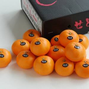 【先行受付】せとか　化粧箱　3L～Lサイズ　10～15玉　愛媛県　JAおちいまばり【1439147】