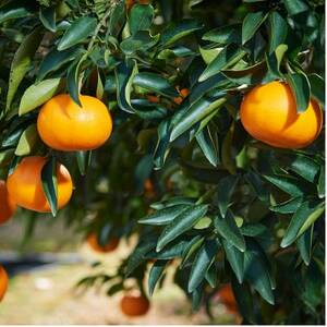 【先行受付】せとか　化粧箱　3L～Lサイズ　10～15玉　愛媛県　JAおちいまばり【1439147】