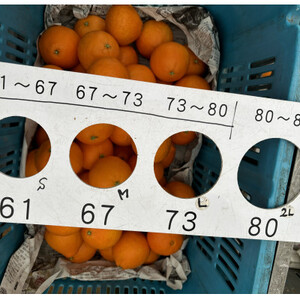 【12月上旬~順次配送】【訳あり】シュガーファームのまどんな3kg サイズミックス【1446622】