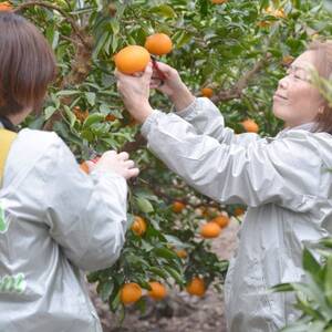 愛媛 ブルーレモンファームのせとか 2.5kg サイズ混合【数量限定】【1489640】