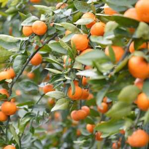 愛媛　ブルーレモンファームのごくしぼりみかんジュース　1L　3本【1489663】