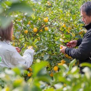 愛媛　ブルーレモンファームのレモン果汁　720ml×3本セット【1489700】