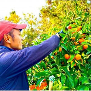 愛媛 シュガーファーム 丸搾り みかんジュース ストレート1000ml×6本【1514790】