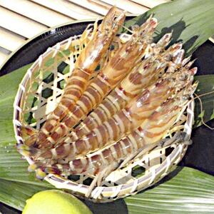 急速冷凍活きな車えび【有頭5~6尾(約170g)×2袋セット】【配送不可地域:離島】【1576828】