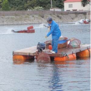 急速冷凍活きな車えび【有頭5~6尾(約170g)×2袋セット】【配送不可地域:離島】【1576828】