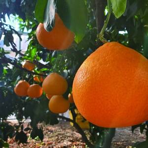 岩城まどんな 約3kg　ご家庭用 ※紅まどんなと同品種【1581787】