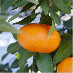 【先行受付】人気柑橘　甘平(かんぺい)レギュラー箱　5kg　愛媛県　JAおちいまばり【配送不可地域：離島】【1622635】