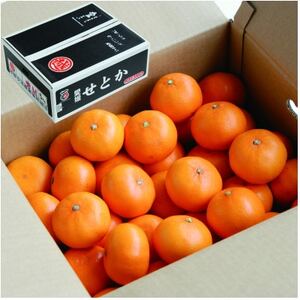【先行受付】せとか　レギュラー箱　5kg　愛媛県JAおちいまばり【配送不可地域：離島】【1622636】